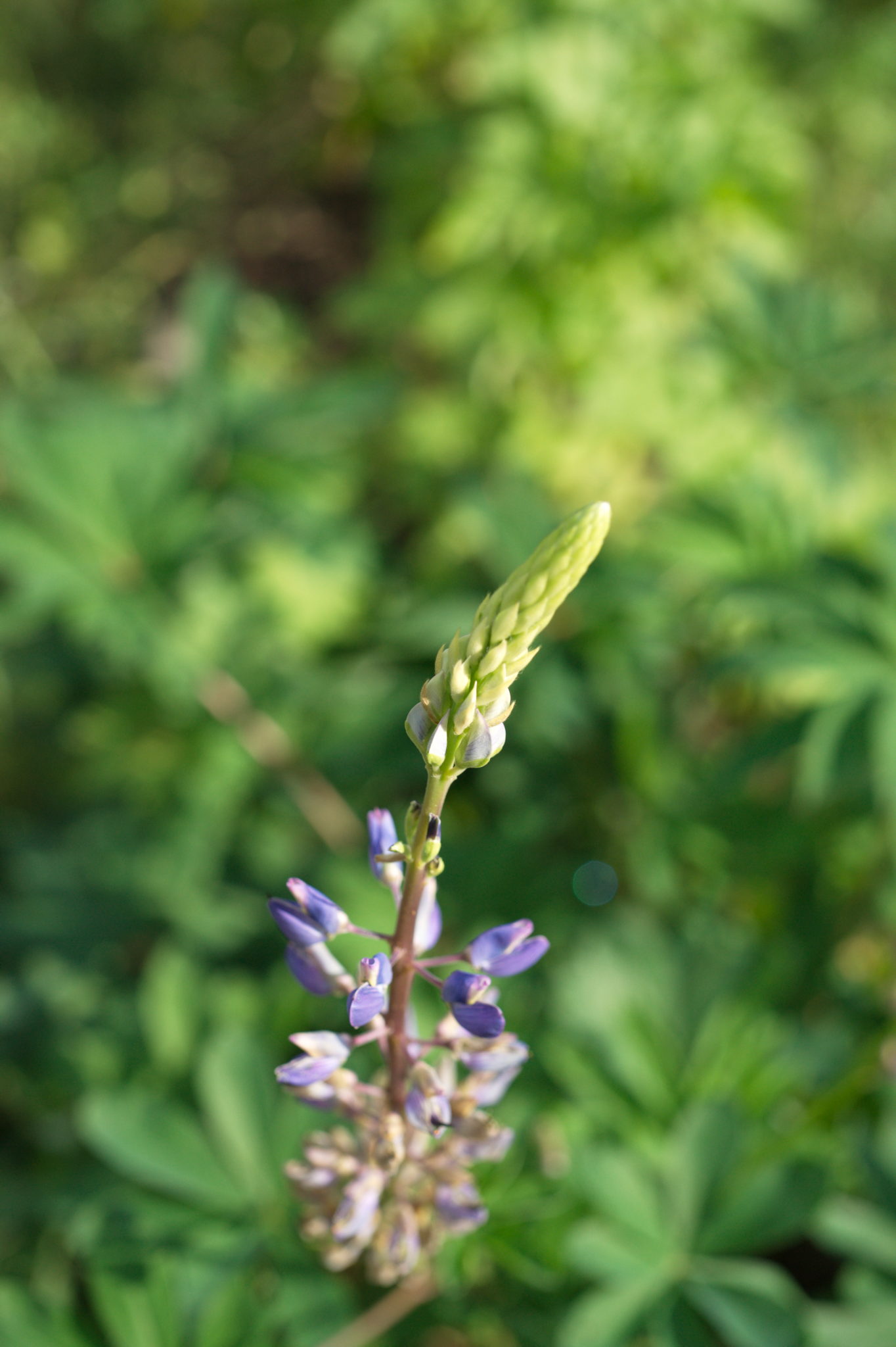 20210721  Gruen(t)raumHeimfeld 024